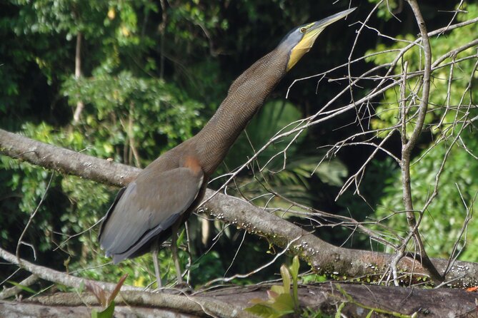Canoe & Wildlife Spotting on Small Canals of Tortuguero Park - Nature Exploration and Wildlife