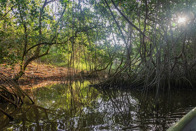 Canoeing & Birdwatching on the Mangrove Forest in La Virgen Swamp - Key Points