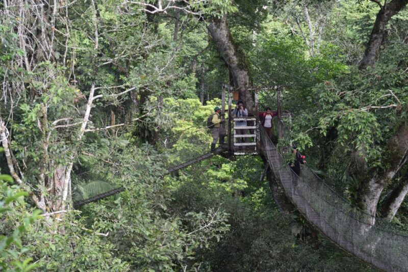 Canopy Walk and Monkey Island - Tour Overview