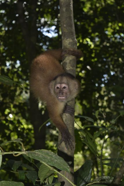 Canopy Walk and Monkey Island - Itinerary Details