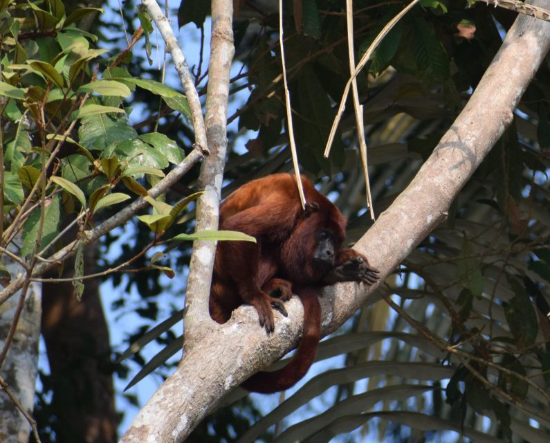 Canopy Walk and Monkey Island - Inclusions