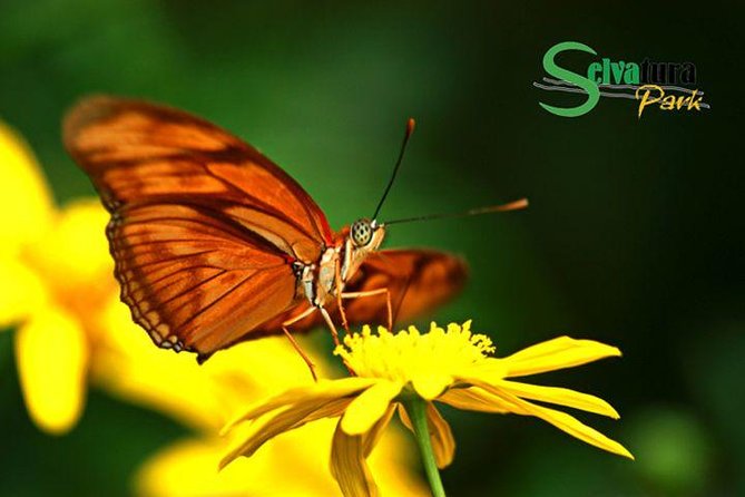 Canopy Zipline & Butterflies From Monteverde - Key Points