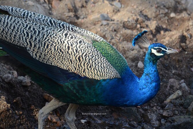 Canter Safari-Ranthambore National Park - Safari Details