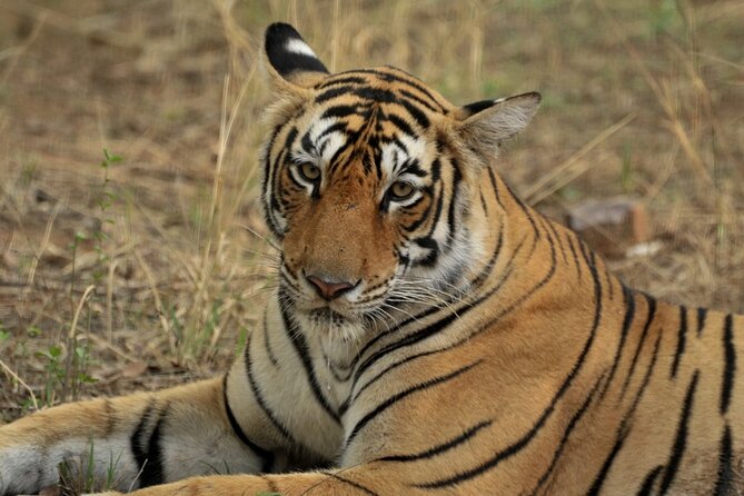 Canter Safari-Ranthambore National Park - Canter Safari Experience