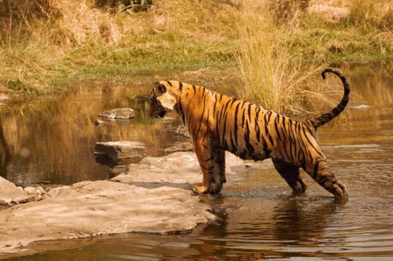 Canter Safari: Skip the Line Entry Ranthambore National Park - Park Highlights