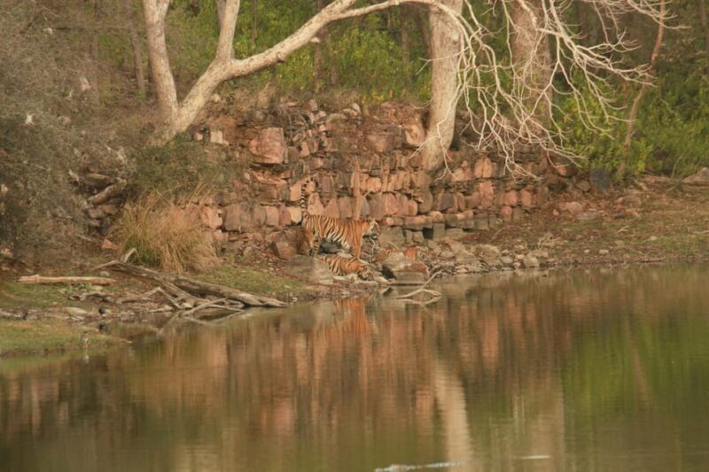 Canter Safari: Skip the Line Entry Ranthambore National Park - Historical Context