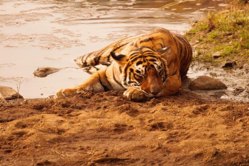 Canter Safari: Skip the Line Entry Ranthambore National Park - Booking and Reservations
