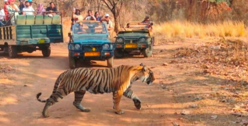 Canter Safari: Skip-the-line Entry Ranthambore Tiger Reserve - Key Points