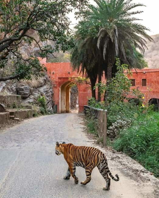 Canter Safari: Skip-the-line Entry Ranthambore Tiger Reserve - FAQ