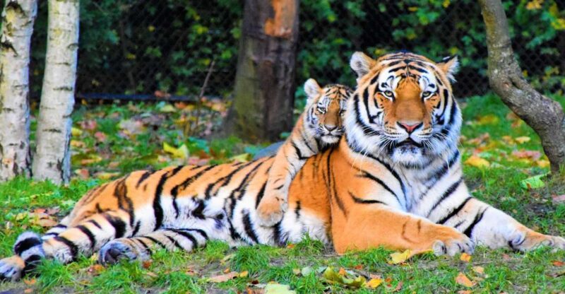 Canter Safari: Skip-the-line Entry Ranthambore Tiger Reserve - Safari Experience and Highlights