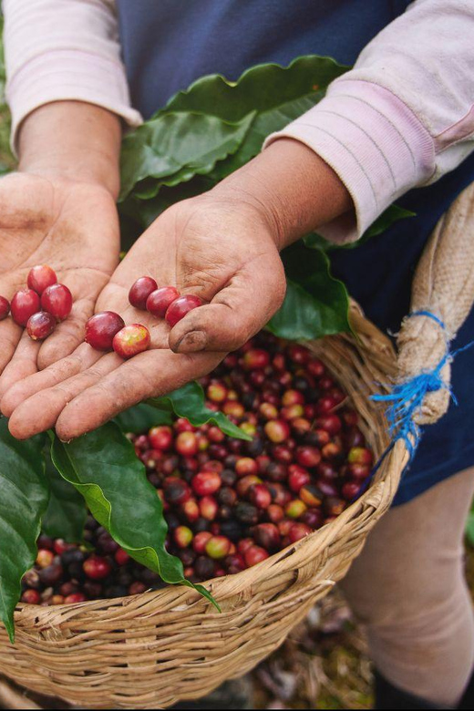CANYONING and COFFEE TOUR at LOCAL FAMILY FARM From GUATAPE - Itinerary