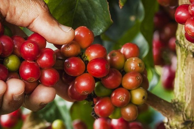 Canyonning & Coffee Experience Half Day - Exploring the Coffee Plantation