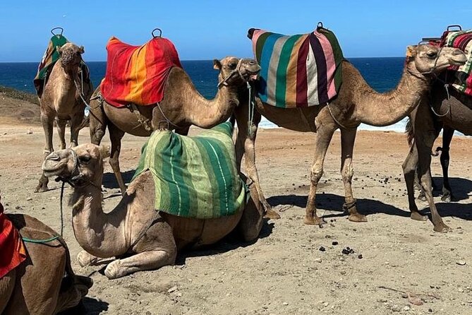 Cap Startel and Camel Ride in Achakkar Beach at Sunset With BBQ - Booking Information