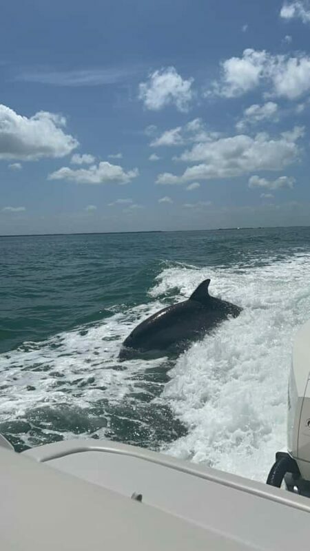 Cape Coral: Private Dolphin Watching and Dock & Dine Cruise - The Experience: What Travelers Say