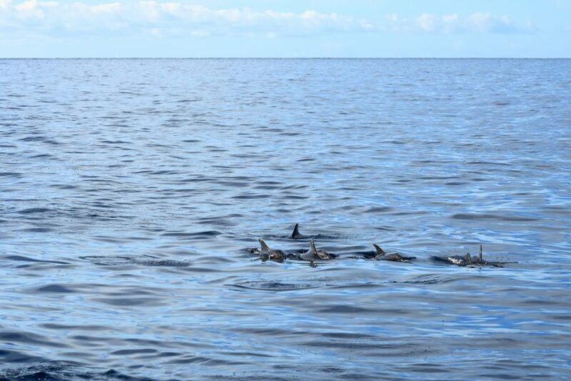 Cape May: 2-Hour Dolphin Watching Cruise - Cruise Tips
