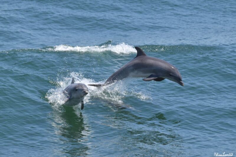 Cape May: Dolphin and Bird Watching Cruise - Pricing and Reservation Details