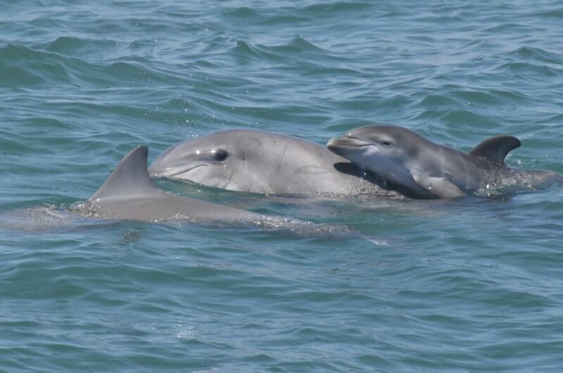 Cape May: Dolphin and Bird Watching Cruise - Duration and Language