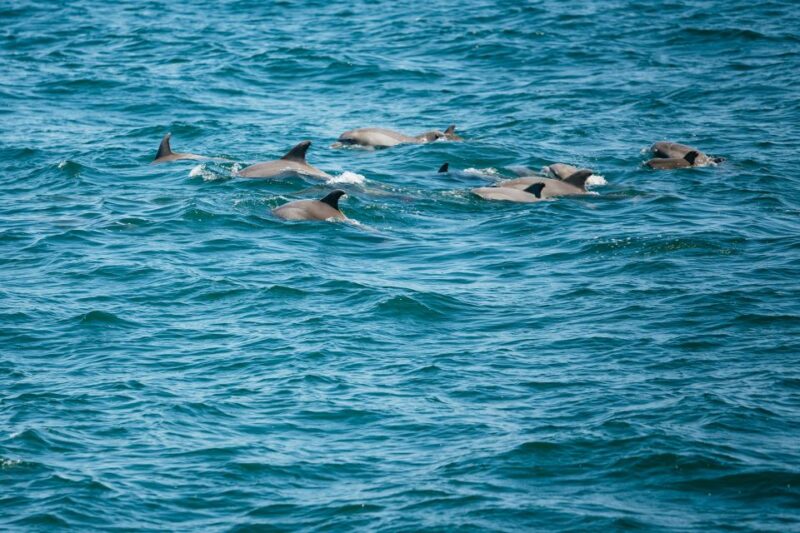 Cape May: Jersey Shore Whale and Dolphin Watching Cruise - Onboard Experience
