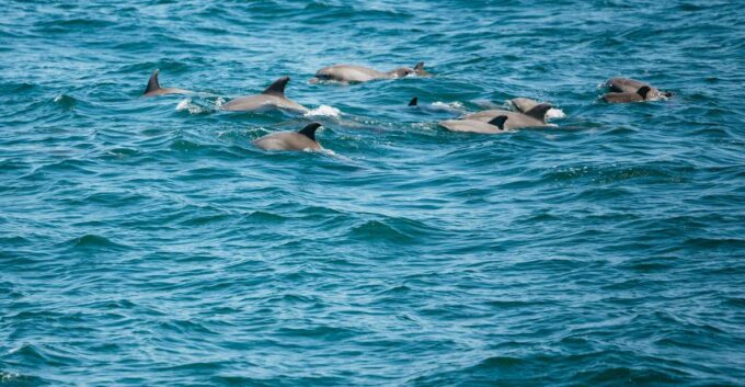 Cape May: Jersey Shore Whale and Dolphin Watching Cruise - Parking and Refund Policy