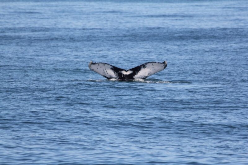 Cape May: Scenic Whale and Dolphin Watching Cruise - Experience Highlights