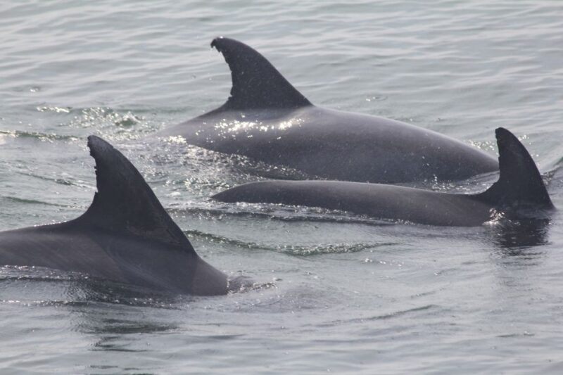 Cape May: Scenic Whale and Dolphin Watching Cruise - Tour Description