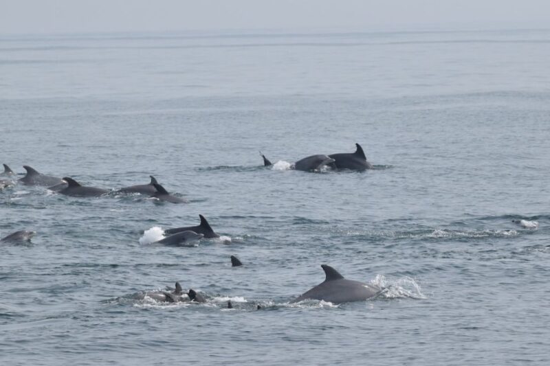 Cape May: Scenic Whale and Dolphin Watching Cruise - Dress and Packing Tips