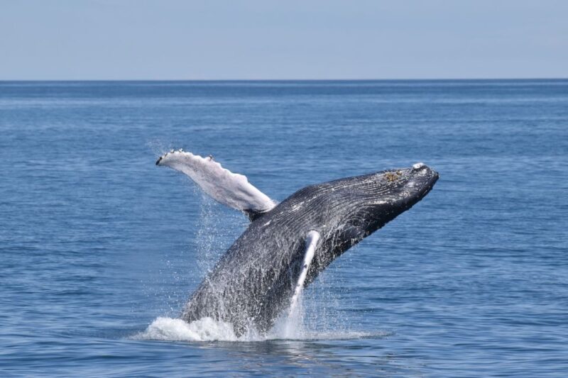 Cape May: Scenic Whale and Dolphin Watching Cruise - Frequently Asked Questions