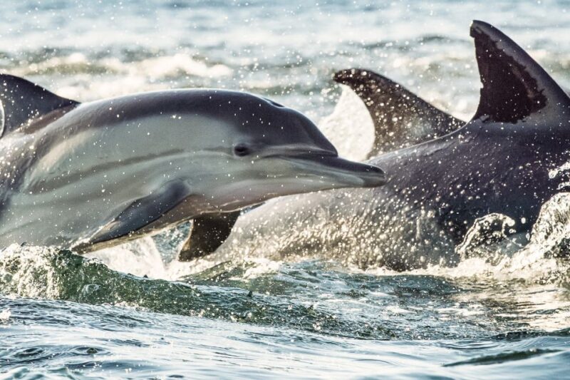 Cape May: Sunset Dinner Cruise on the Spirit of Cape May - Frequently Asked Questions