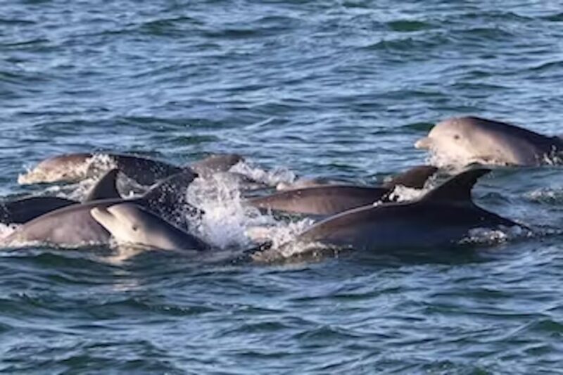 Cape May: Sunset Dolphin Cruise With Optional Wine Tastings - Wine Tasting Option