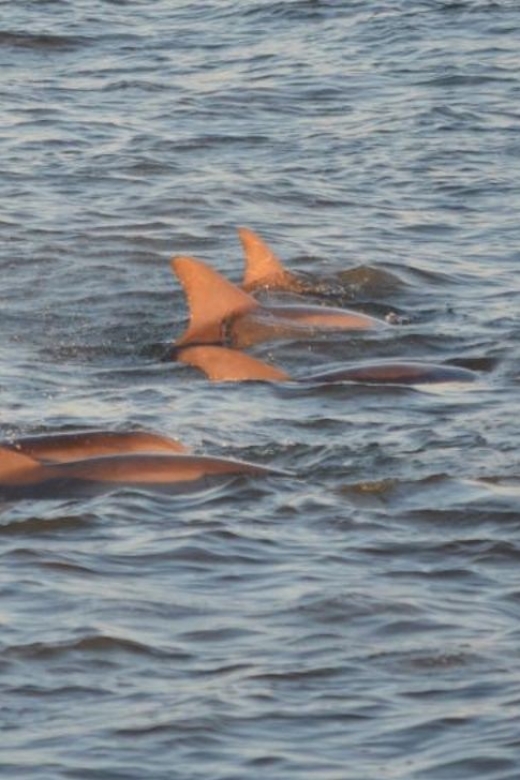 Cape May: Sunset Dolphin Cruise With Optional Wine Tastings - Customer Feedback