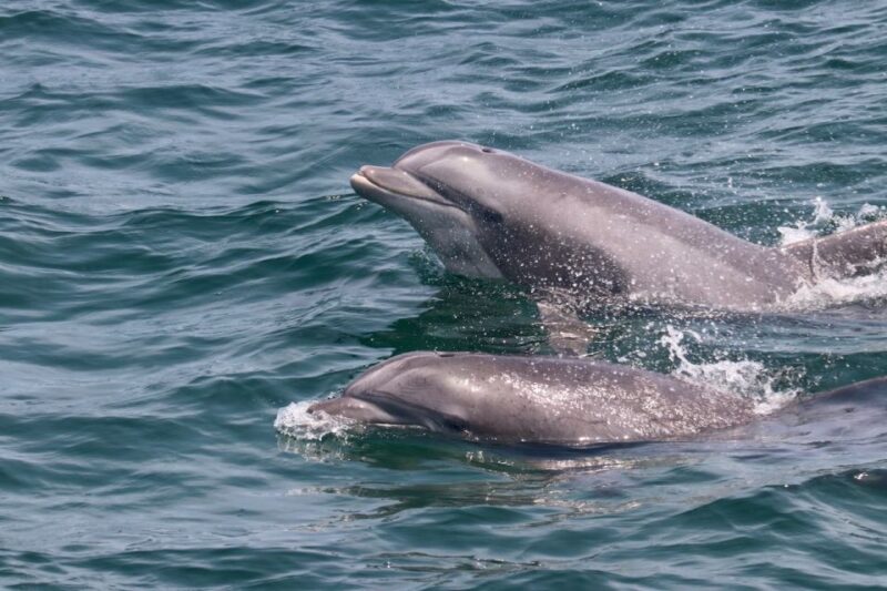 Cape May: Sunset Dolphin Watching Cruise With Food - Experience Highlights