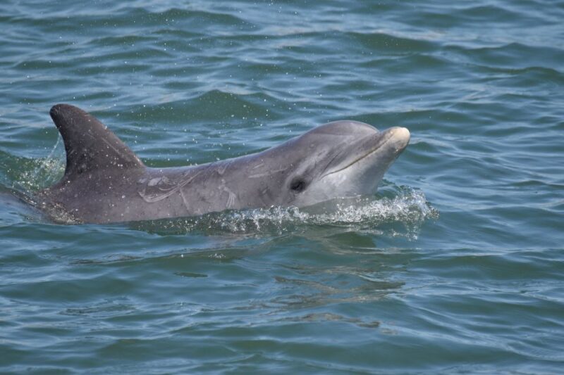 Cape May: Sunset Dolphin Watching Cruise With Food - Booking Details