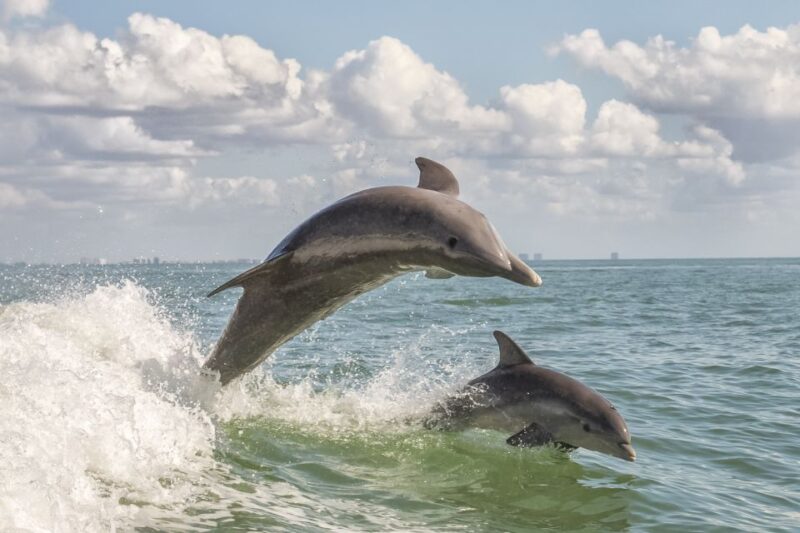 Cape May: Weekend Whale and Dolphin Watching Cruise - Highlights of the Experience