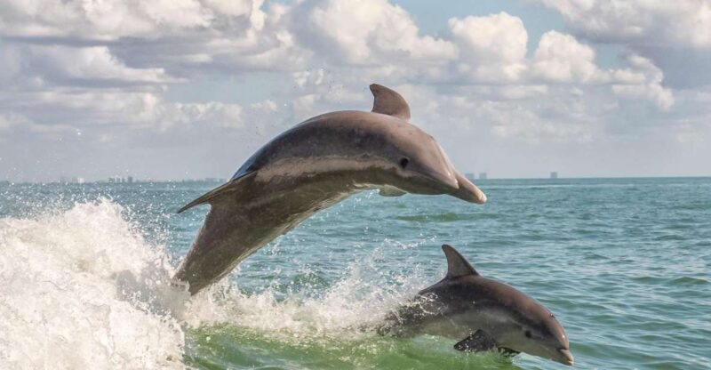 Cape May: Weekend Whale and Dolphin Watching Cruise - Inclusions and Exclusions