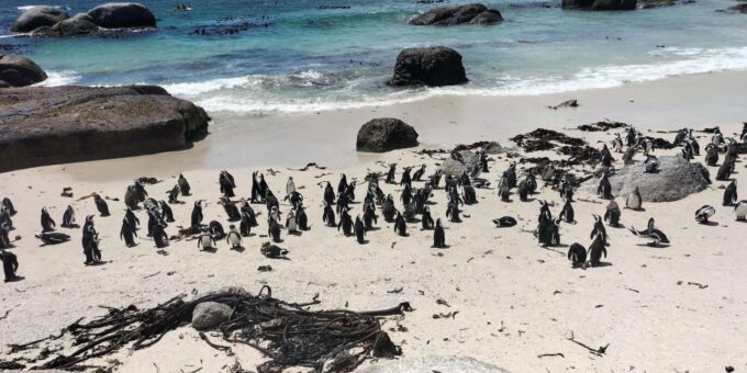 Cape of Good Hope and Boulder's Beach Penguins Private Tours - Frequently Asked Questions
