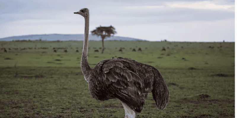 Cape of Good Hope and Boulders Beach Private Tour - Inclusions