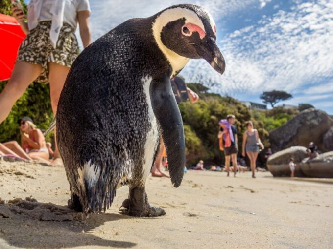 Cape of Good Hope and Penguins Full-Day Private Tour - Guide Photography