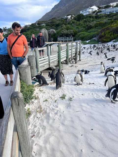 Cape of Good Hope and Penguins Full-Day Private Tour - Pricing and Cancellation
