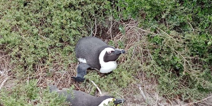 Cape of Good Hope and Penguins Viewing Private Day Tour - Itinerary Customization