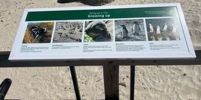Cape of Good Hope and Penguins Viewing Private Day Tour - Activities and Experiences