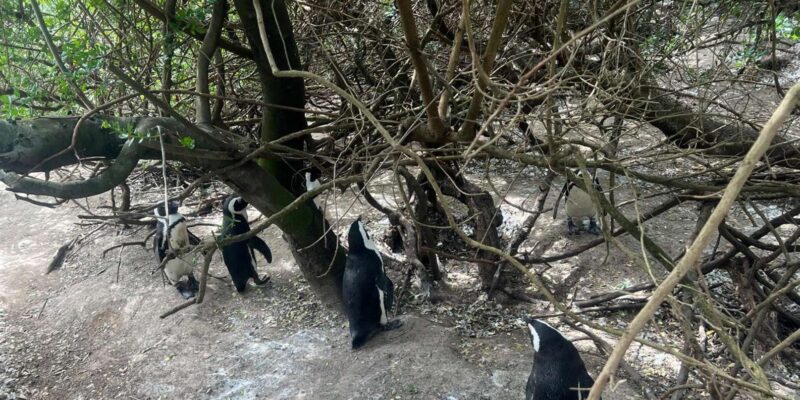 Cape of Good Hope and Penguins Viewing Private Day Tour - Meeting Points and Availability