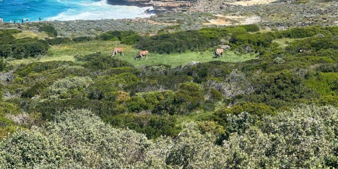Cape of Good Hope and Penguins Viewing Private Day Tour - Viewing African Penguins