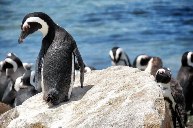 Cape of Good Hope and Table Mountain Day Trip From Cape Town Parks Fees Include - Pickup Information