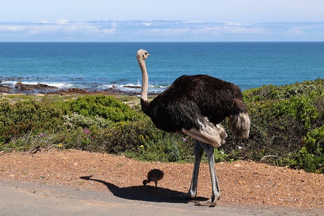 Cape of Good Hope and Table Mountain Day Trip From Cape Town Parks Fees Include - Tour Details