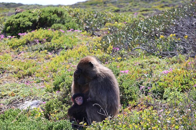 Cape of Good Hope and Table Mountain Day Trip From Cape Town Parks Fees Include - Pricing and Cancellation