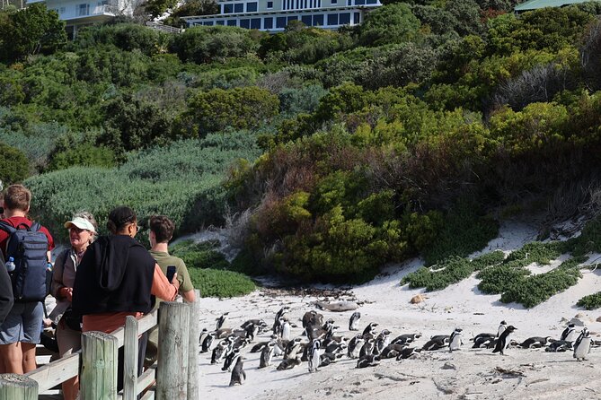 Cape of Good Hope and Table Mountain Day Trip From Cape Town Parks Fees Include - Boulders Beach Penguin Viewing