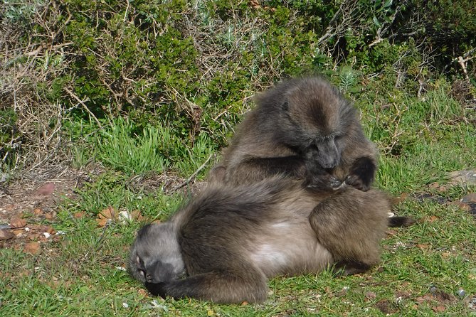 Cape of Good Hope, Cape Point & Penguins, Private Customizable Morning Tour - Tour Duration