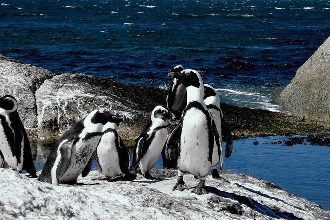 Cape of Good Hope, Cape Point & Penguins, Private Customizable Morning Tour - Additional Information