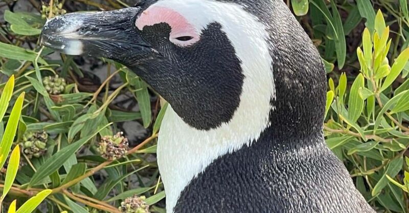 Cape of Good Hope- Chapman'S Peak Route & Penguins - Key Points