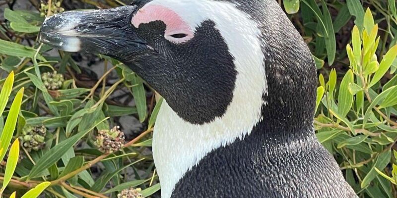 Cape of Good Hope- Chapman'S Peak Route & Penguins - Pickup Location and Duration
